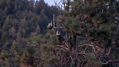 Big Bear wildlife activists name eagle spotted with Shadow