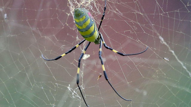 joro spider in Boston 