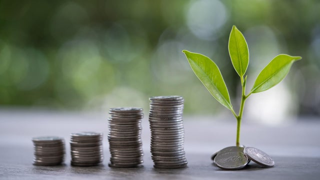 Coin and tree, financial growth concept, collecting money 