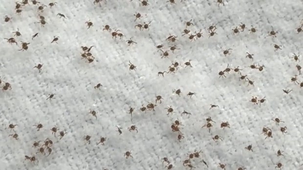 ticks-lots-of-em.jpg