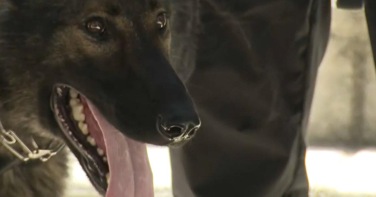 Miami Police introduce new K-9 Samson to the force