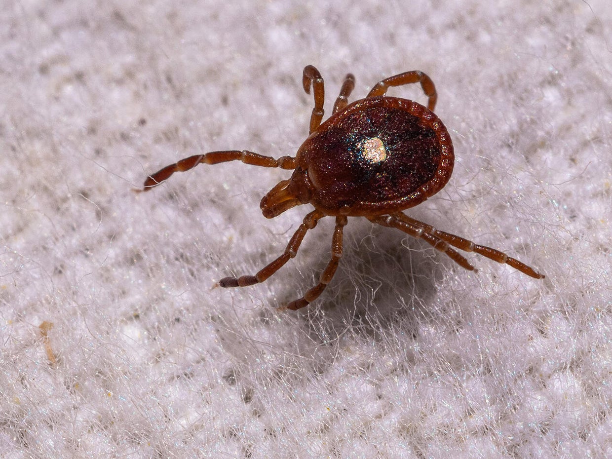 The explosion of ticks and Alpha-gal syndrome - CBS News