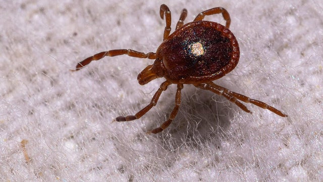 No red meat, no dairy, and no end in sight: How a tick-borne allergy has transformed Martha's Vineyard 