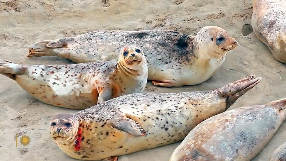 Nature: Harbor seals in Oregon