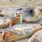 Nature: Harbor seals in Oregon