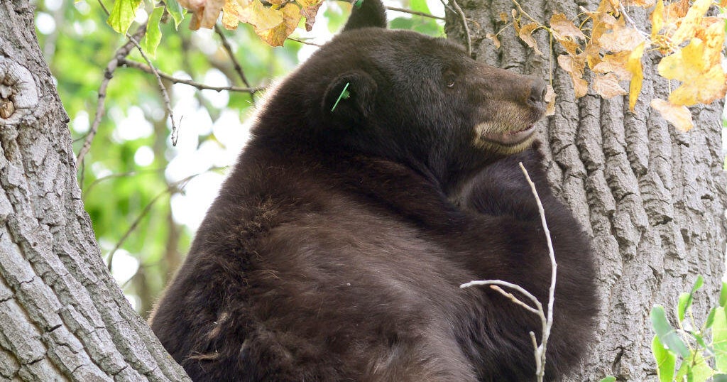 Colorado bear attacks: fisherman survives Jefferson County mauling, bear euthanized