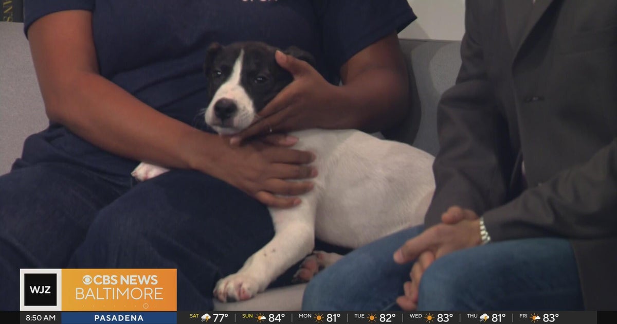 The National Dog Day Festival returns to The Rotunda for pet-friendly fun benefi...