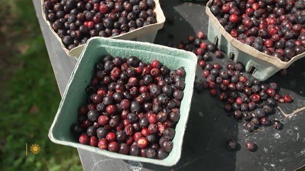 robin-wall-kimmerer-serviceberries.jpg