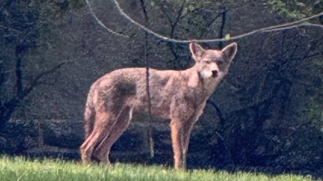 Aggressive coyote seen wandering Cheltenham Township, police say 