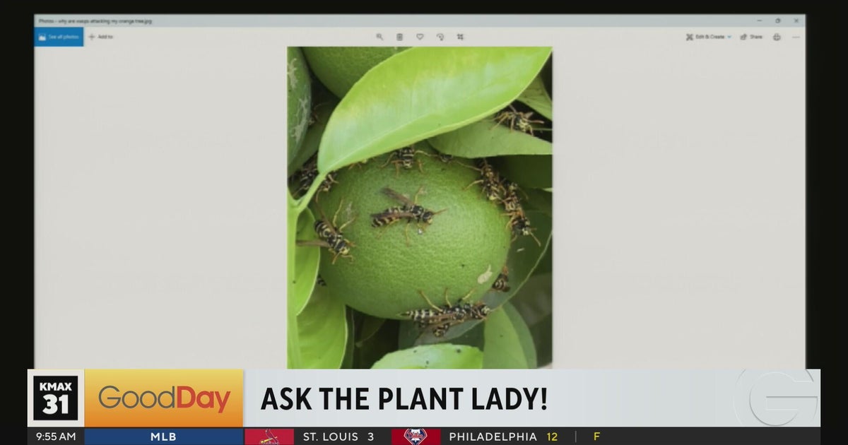 The Plant Lady, 9am Pt. 2