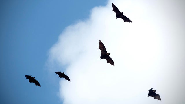 Bats 