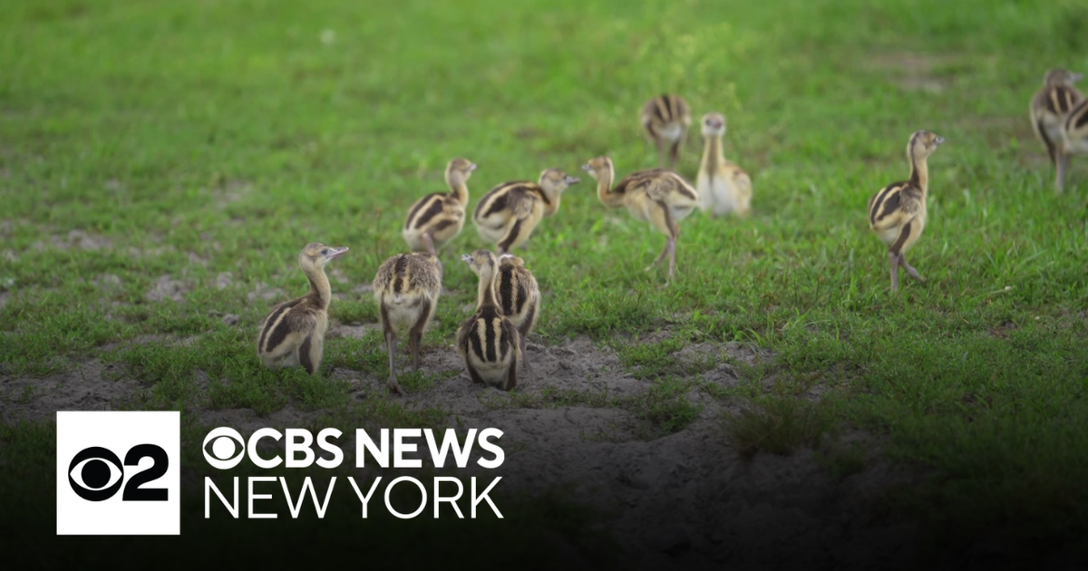Over 30 baby rheas born at Six Flags in New Jersey