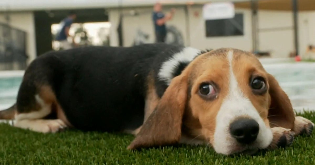Last beagles rescued from Ridglan Farms, a breeding facility in Wisconsin