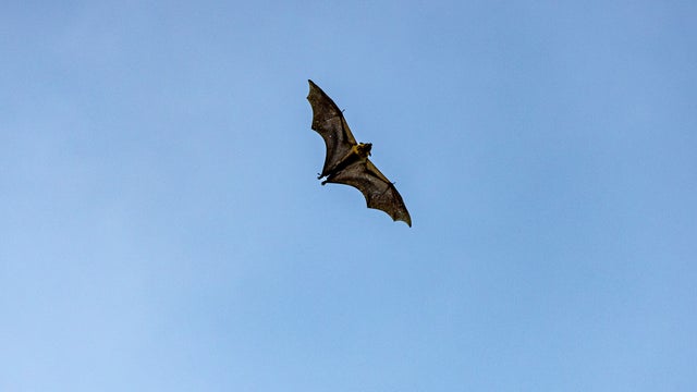 Bat-Inhabited Gold Mines Identified as Ground Zero for 2026 Ebola Epidemic 