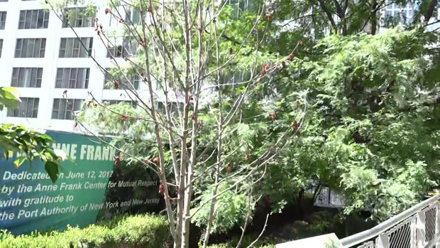 Anne Frank Tree in Liberty Park 