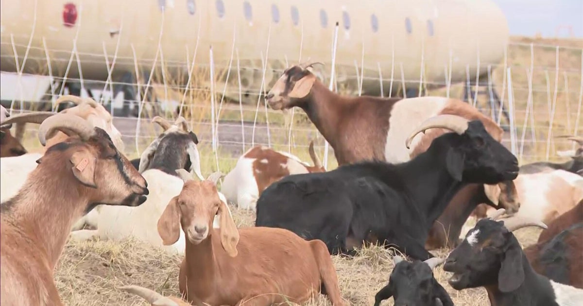 Goats help clear overgrown vegetation at Centennial Airport in Colorado, help mitigate wildfire risk