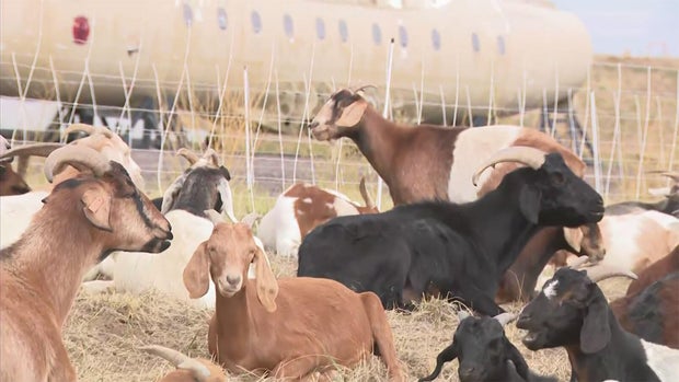 goats.jpg 