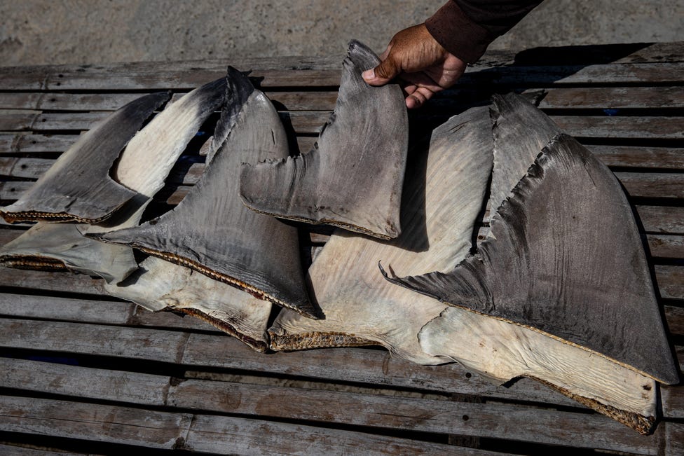 Chinese ship caught with banned shark fins in Pacific Ocean