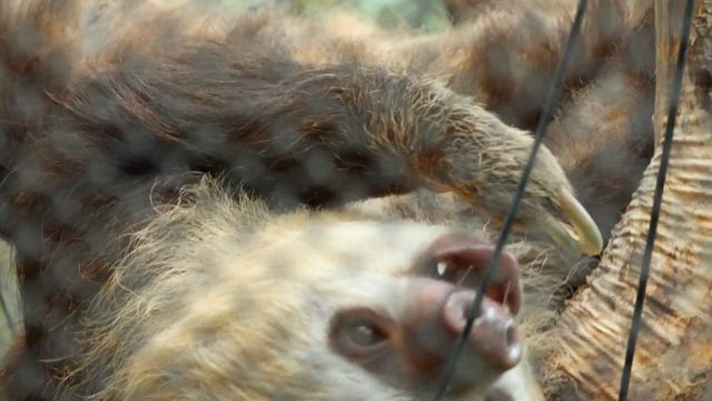 solana-sloth-1.png 