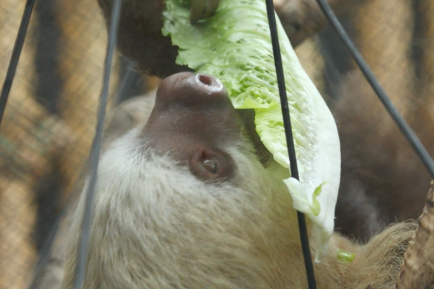 solana-sloth-2.png 