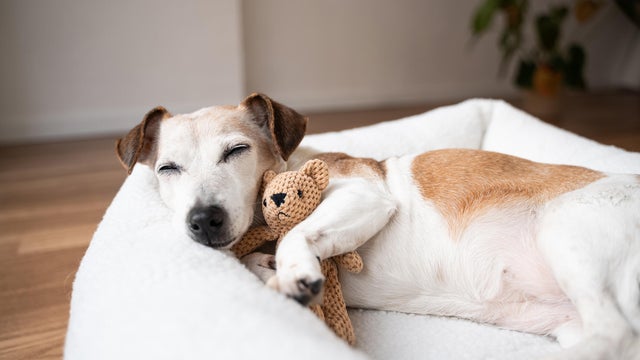 Sleepy dog face resting in bed 
