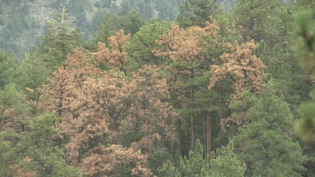 sick-forest-wildfire-mitigation.jpg