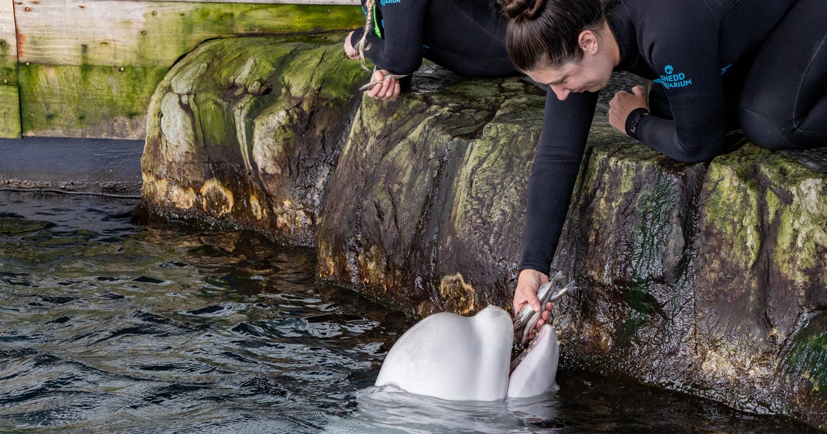 Chicago's Shedd Aquarium releases first findings in beluga whale deaths ...