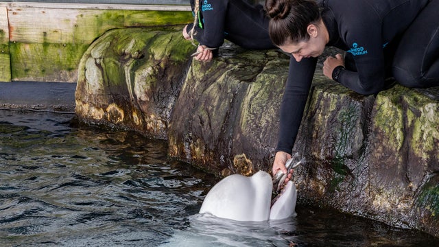 beluga-whales.jpg 