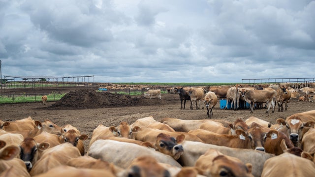 U.S. Cattle Herd Drops To 75-Year Low Amid Challenges For Ranchers 
