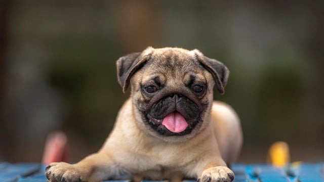 Pug puppy Running in the garden 