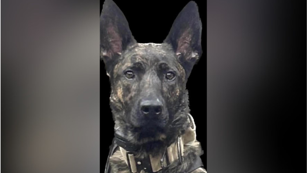 kdka-k9-maxx.png 
