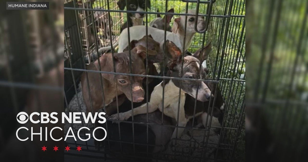 Pets rescued from Merrillville hoarding now up for adoption