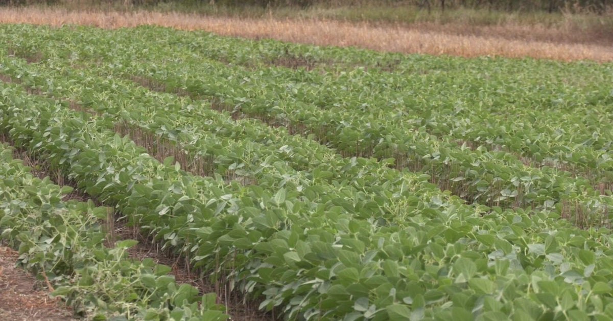 University of Minnesota researchers looking at new ways to protect soybeans from pests