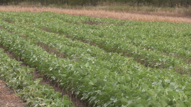 10p-pkg-saving-the-soybeans-wccob5sv.jpg 
