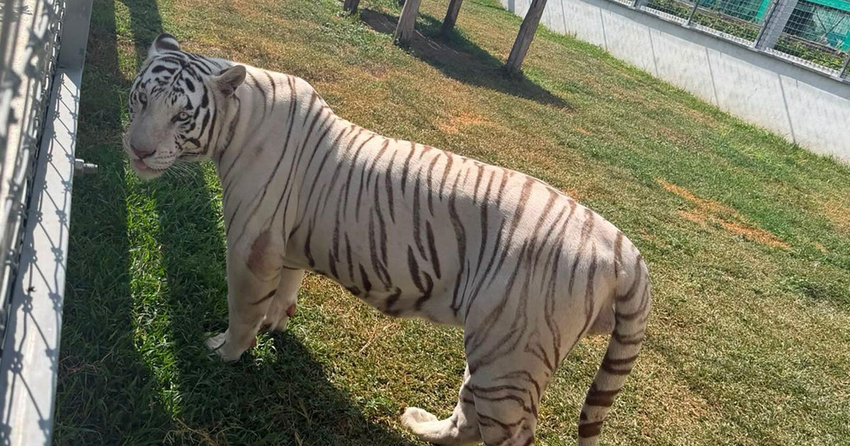 Tigers, jaguars, bison found in raid on fuel smugglers near U.S. border