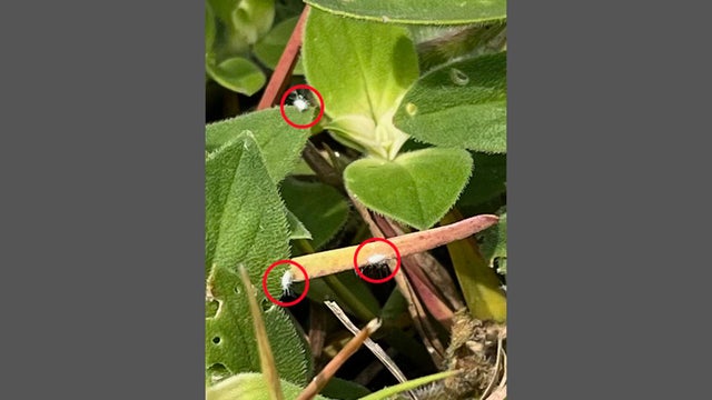 pasture-mealybug.jpg 
