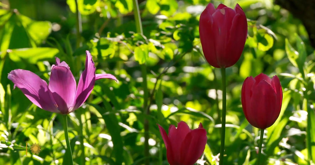 Nature: Chanticleer Garden