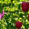 Nature: Chanticleer Garden