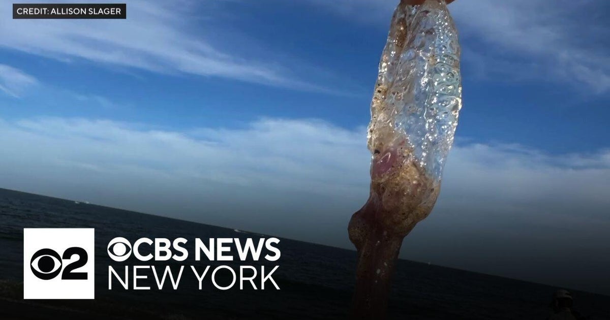 Beware: Jellyfish continue washing up along the Jersey Shore