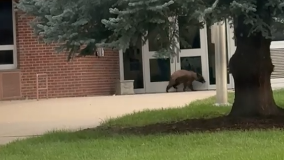 bear-at-school-1-still-from-video-credit-aja-hemmati.png 
