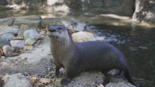 Woman attacked by otter while swimming in Lake Tahoe, receives nearly 40 stitches
