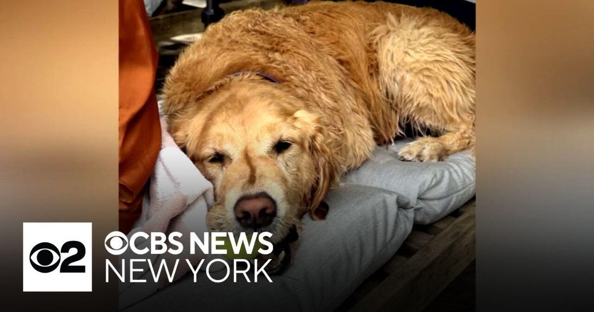 What to know about hospice care for pets