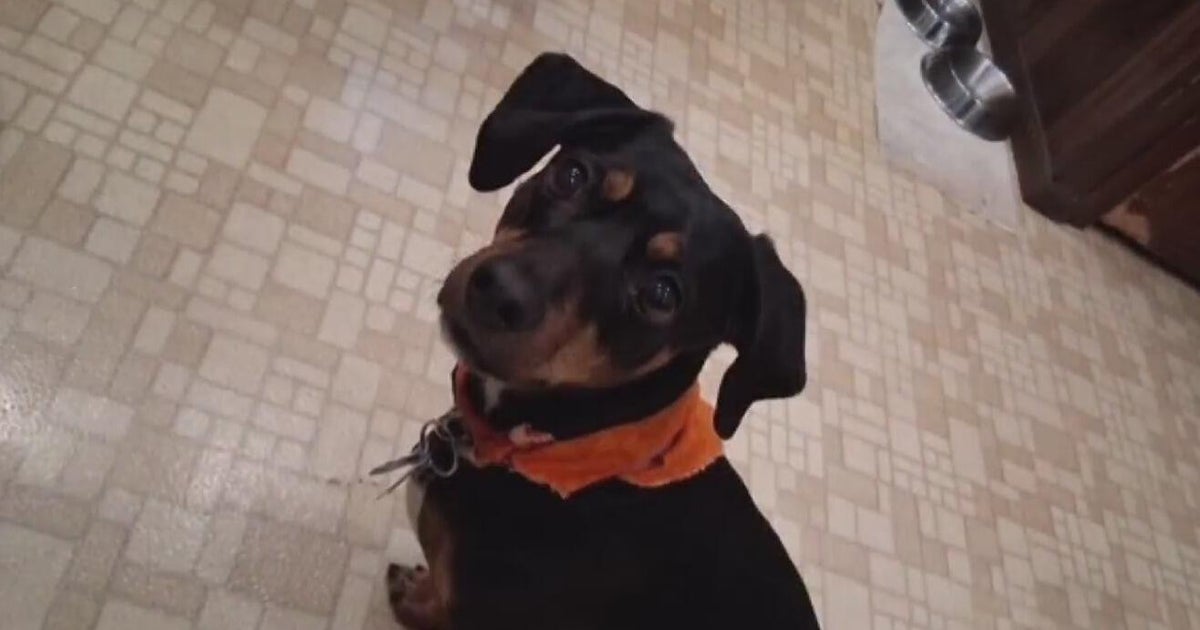 Veteran injured trying to save his dog from fatal attack in East Pittsburgh