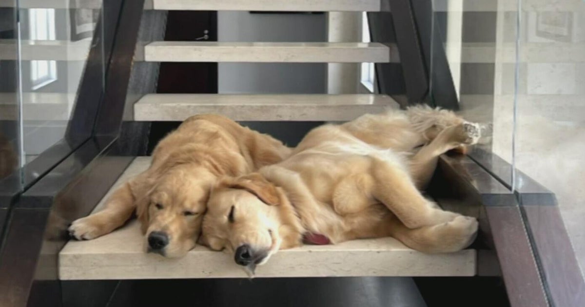More Americans turning to hospice care for terminally-ill pets