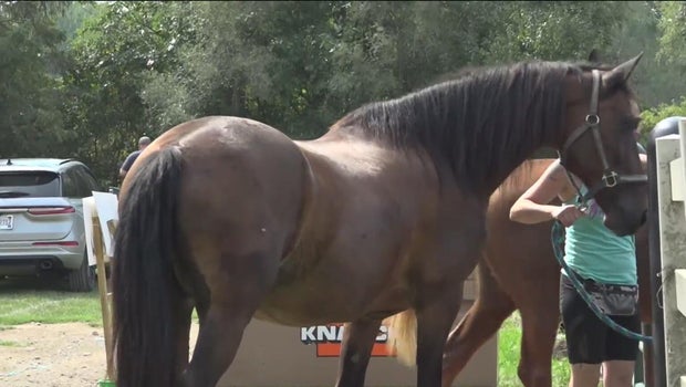 Oakland County returns nearly 40 horses to owner with no charges filed