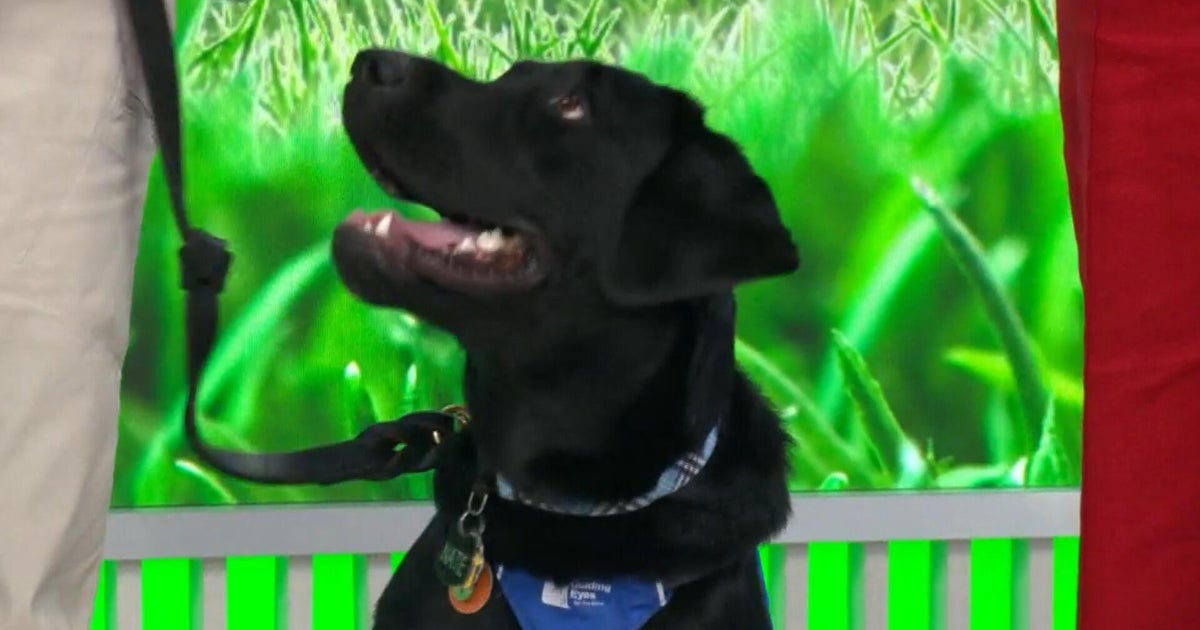 Puppies Gayle, Nate and Tony show off their guide dog training on CBS Mornings