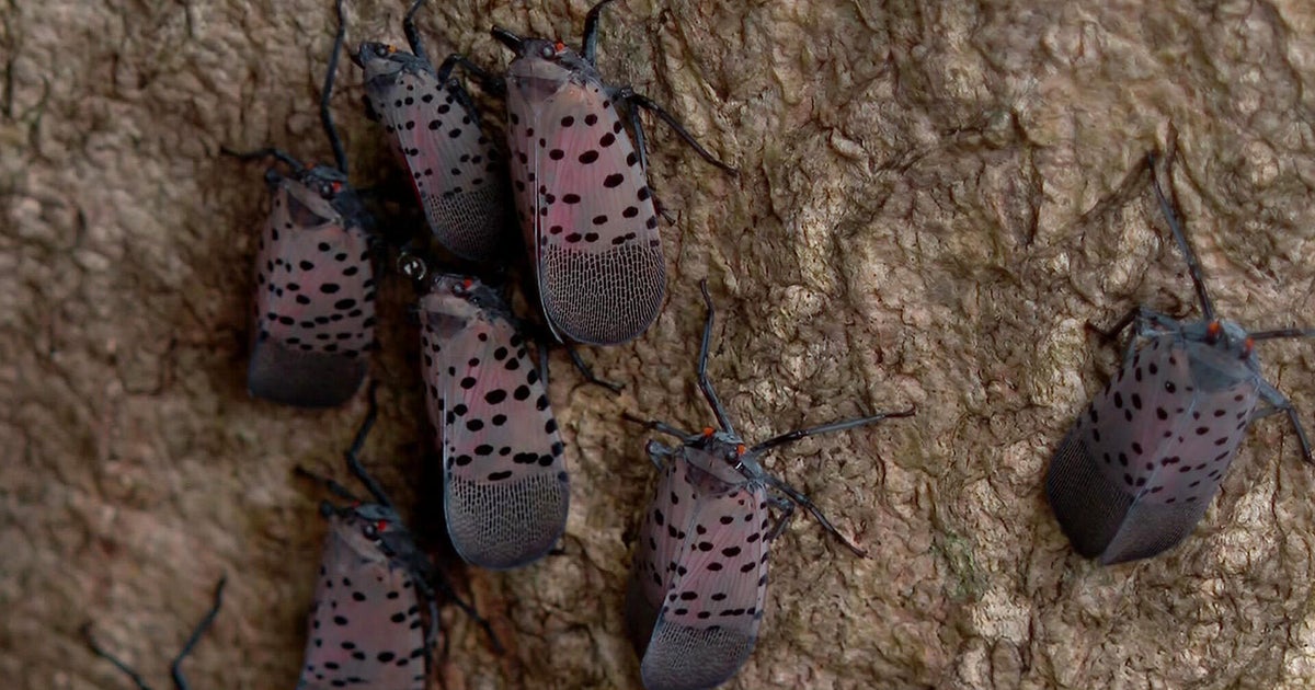 Invasive Spotted Lanternflies Spread Across MetroWest Massachusetts - News Directory 3
