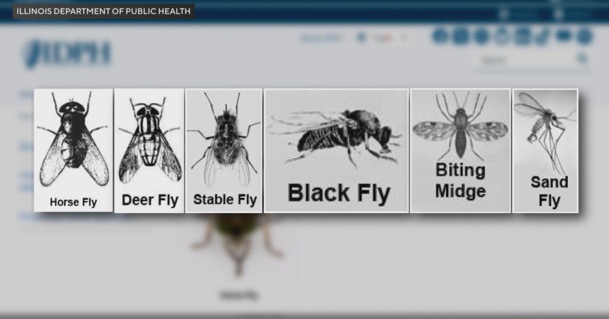 Biting flies are plaguing the Chicago area this summer