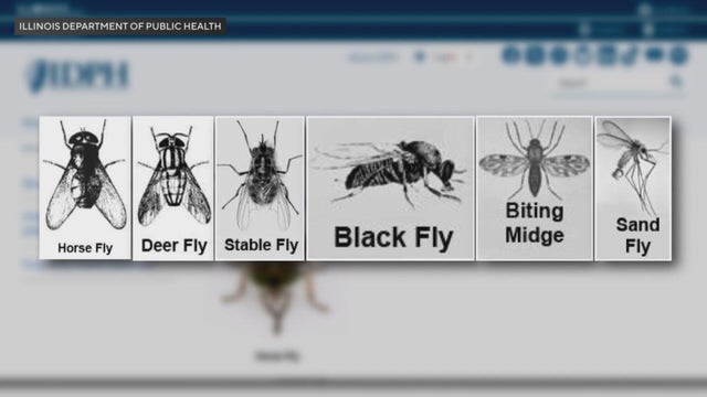 biting-flies.jpg 