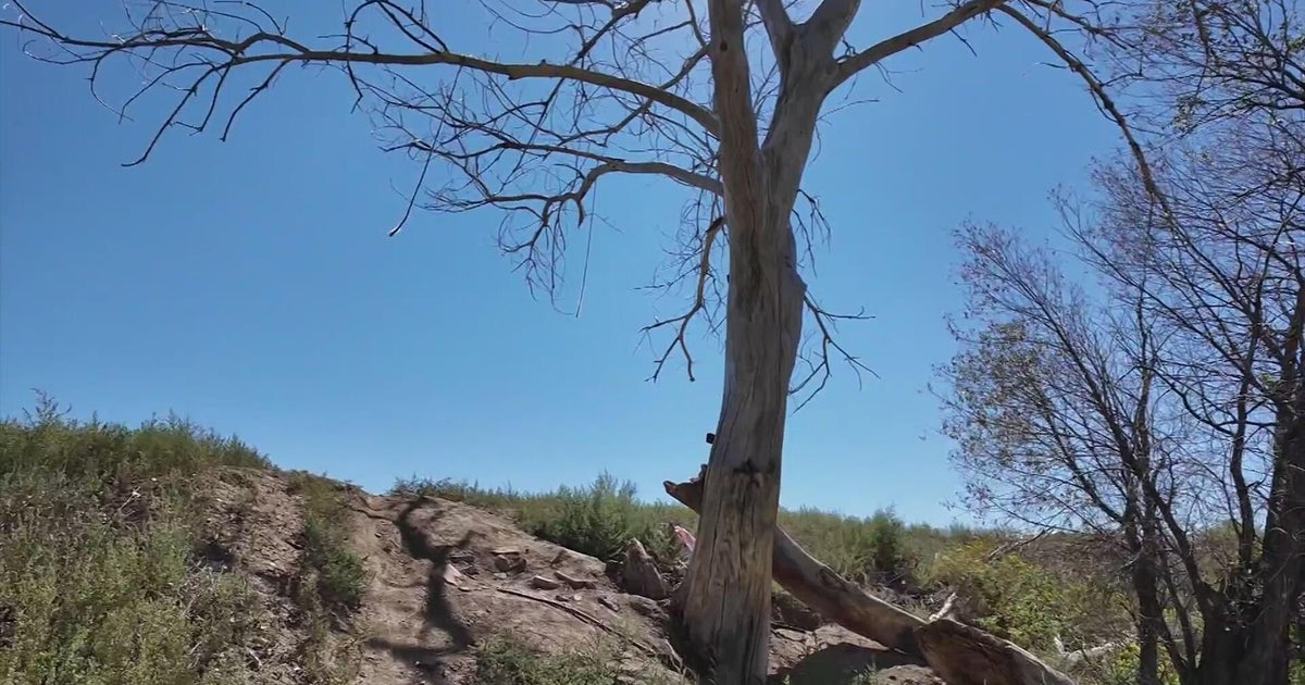 Racist words painted on Northern Colorado tree, then covered up by hearts supporting inclusion